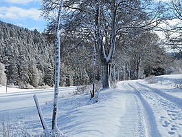 冬天,雪,樹