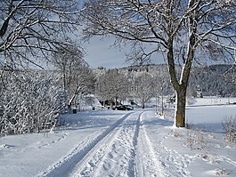 冬天,雪,樹