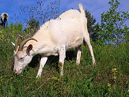 山羊,動物,盛宴