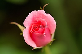 玫瑰,開花,粉紅色