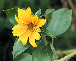 花,太陽(yáng)花,開(kāi)花