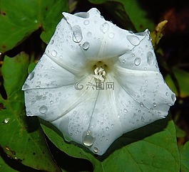 開花,白,植物群