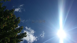 太陽(yáng),光,樹(shù)