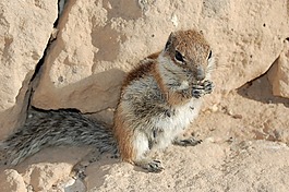 松鼠,feurteventura,嚙齒類動物