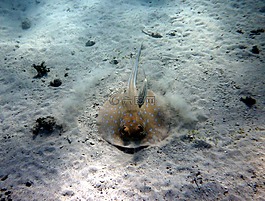 光線,藍色斑點黃貂魚,黑眉錦蛇 lymma