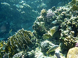 水下,海,魚