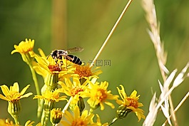 蜜蜂,鮮花,黃色