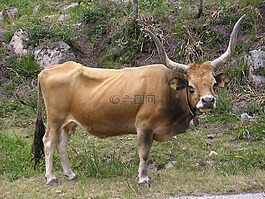 動(dòng)物,比賽bordalesa,性質(zhì)
