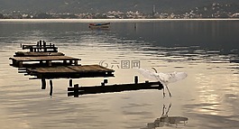 鳥,飛行,性質(zhì)