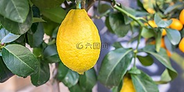 檸檬,水果,戶外