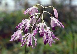 schomburgkia exaltata,蘭花,植物