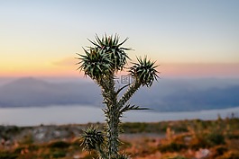 仙人掌,植物區(qū)系,特寫