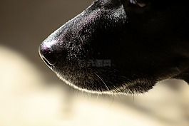 狗,動物,小狗