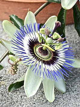 激情花,花,鮮花