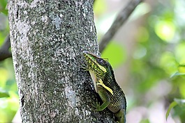 蜥蜴,爬行動物,野生動物