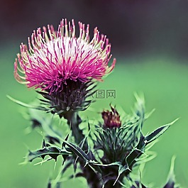 薊,野花,植物