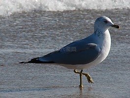 鷗,海鷗,海洋