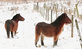 小馬,馬匹,動物