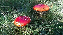 鵝膏菌 muscarias,蘑菇,森林