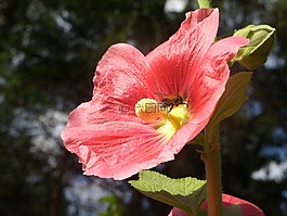 花,蜜蜂,授粉