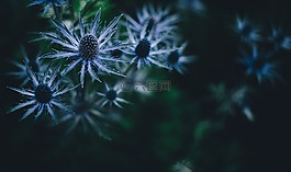 盛開,開花,植物區(qū)系