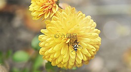 花卉,陽光,黃色