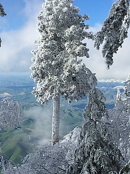 樹,雪,冬天
