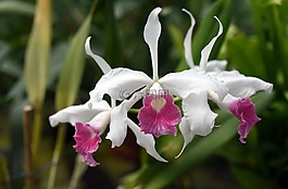 laelia purpurata,兰花,植物