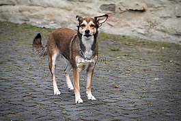 狗,kopfsteinflaster,查看