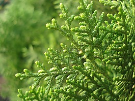 jhau叶,绿色,植物