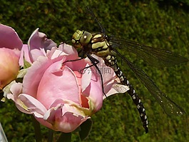 蜻蜓,昆蟲,性質