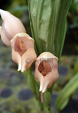 angulea virginalis,蘭花,植物