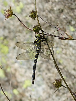蜻蜓,蜻蜓虎,cordulegaster boltonii