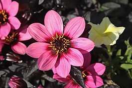 花,夏季,關(guān)閉