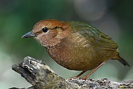鳥,性質,漂亮