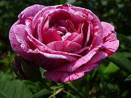 玫瑰,花園,玫瑰綻放