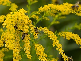 蜜蜂,蜂蜜,牧草