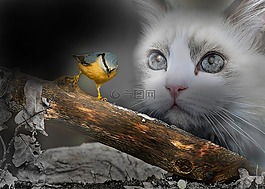 鳥,貓,幻想