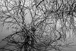 黑色和白色,bw¯¯,拉古纳