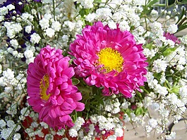 鲜花花束,粉红色 白色,切花