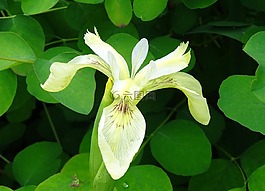 沼澤虹膜,鳶尾花,花