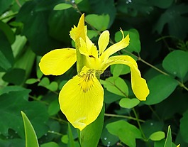 沼澤虹膜,鳶尾花,花