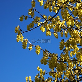 開花,黃色,藍色的天空