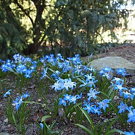 蓝花,bolplant,花园