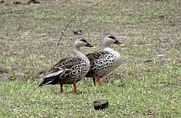 鴨,鳥,水禽