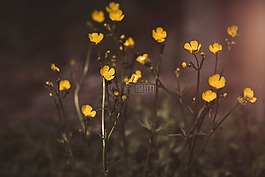 毛茛,鲜花,hahnenfußgewächs