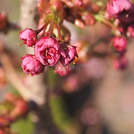 開(kāi)花,按鈕,粉紅色