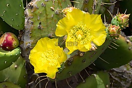 仙人掌公园,仙人掌,开花