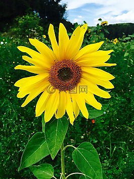 夏季,太陽花,花