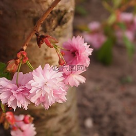 樹干,開花,粉紅色